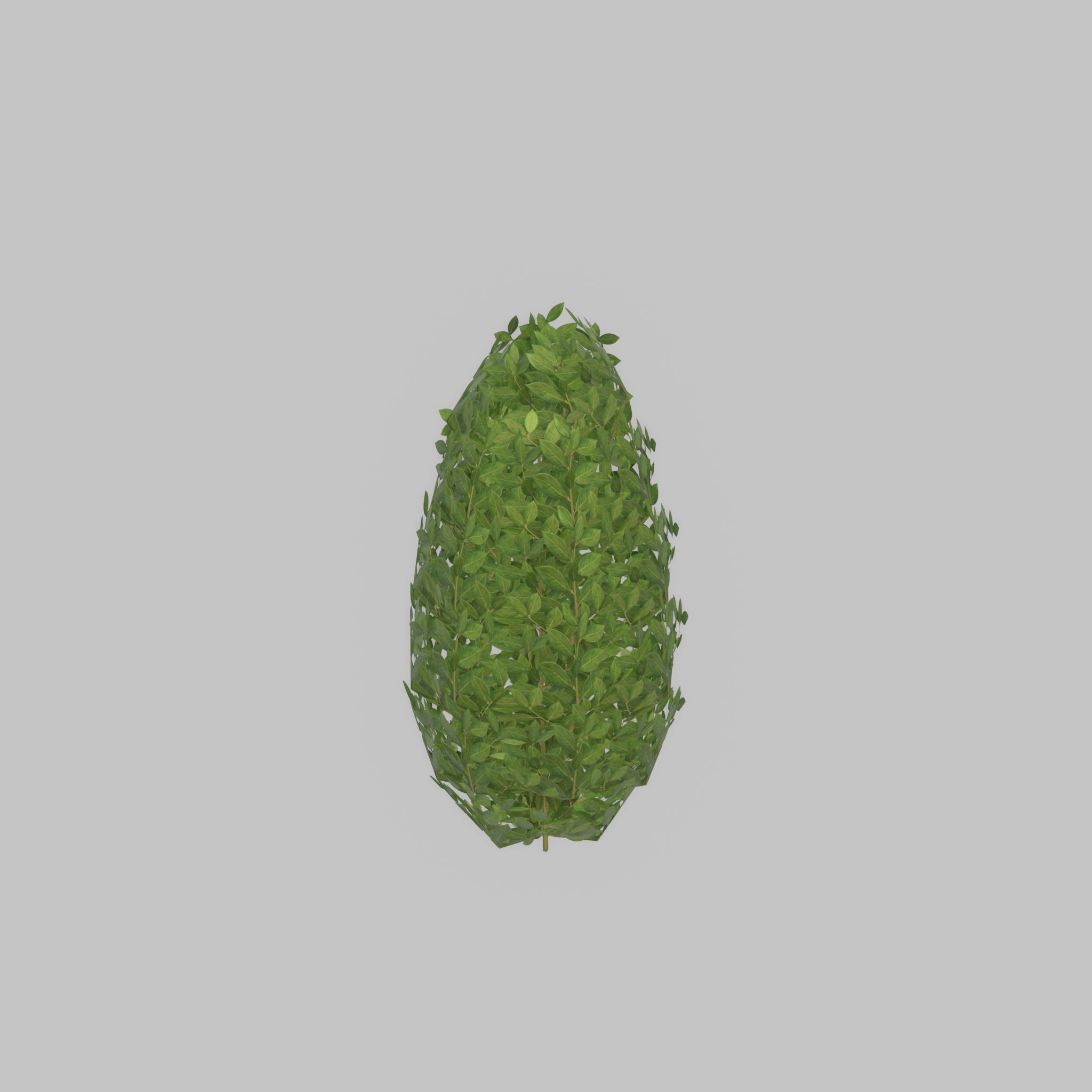 Cherry laurel hedge 500mm version-6 Low-poly 3D model_28