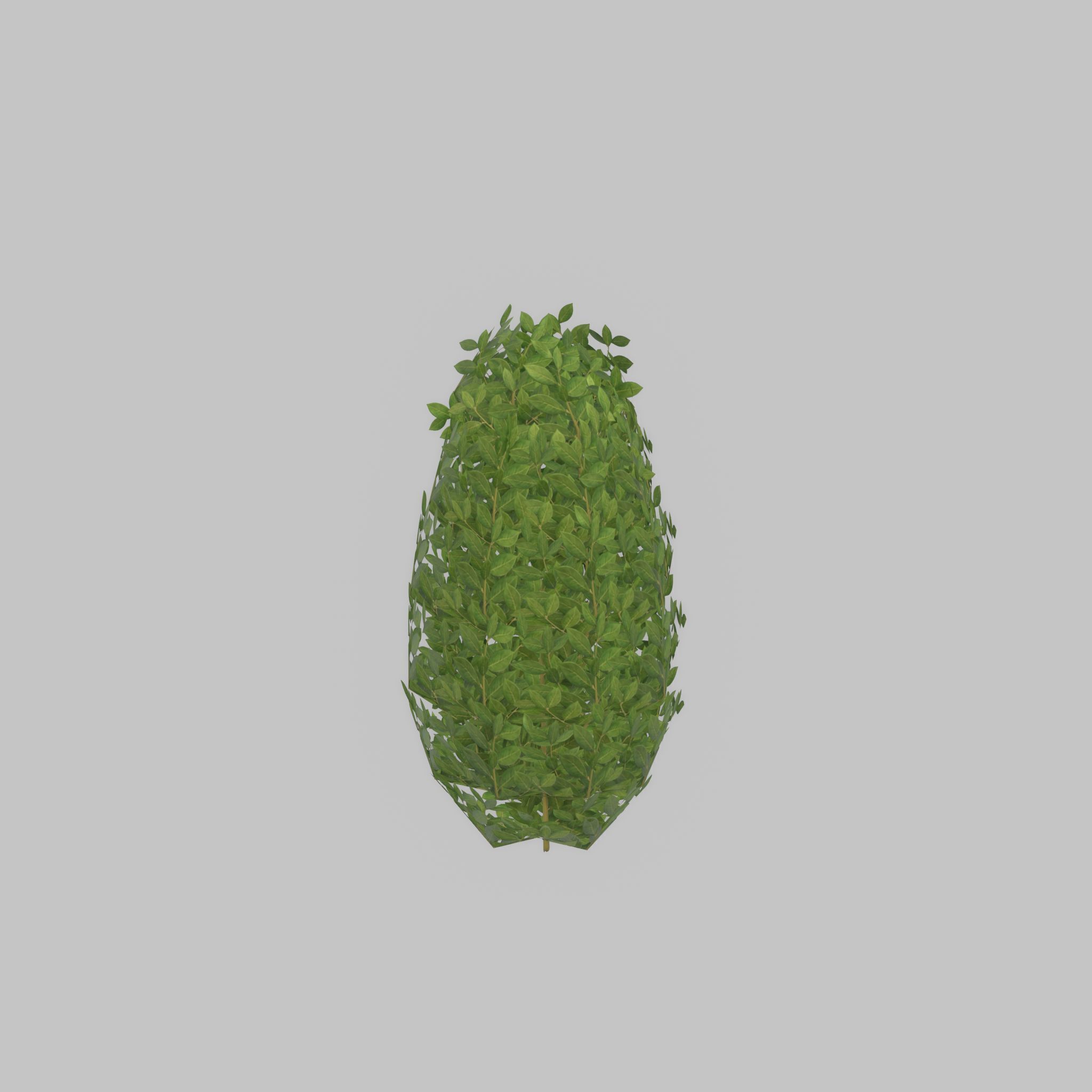 Cherry laurel hedge 500mm version-6 Low-poly 3D model_52