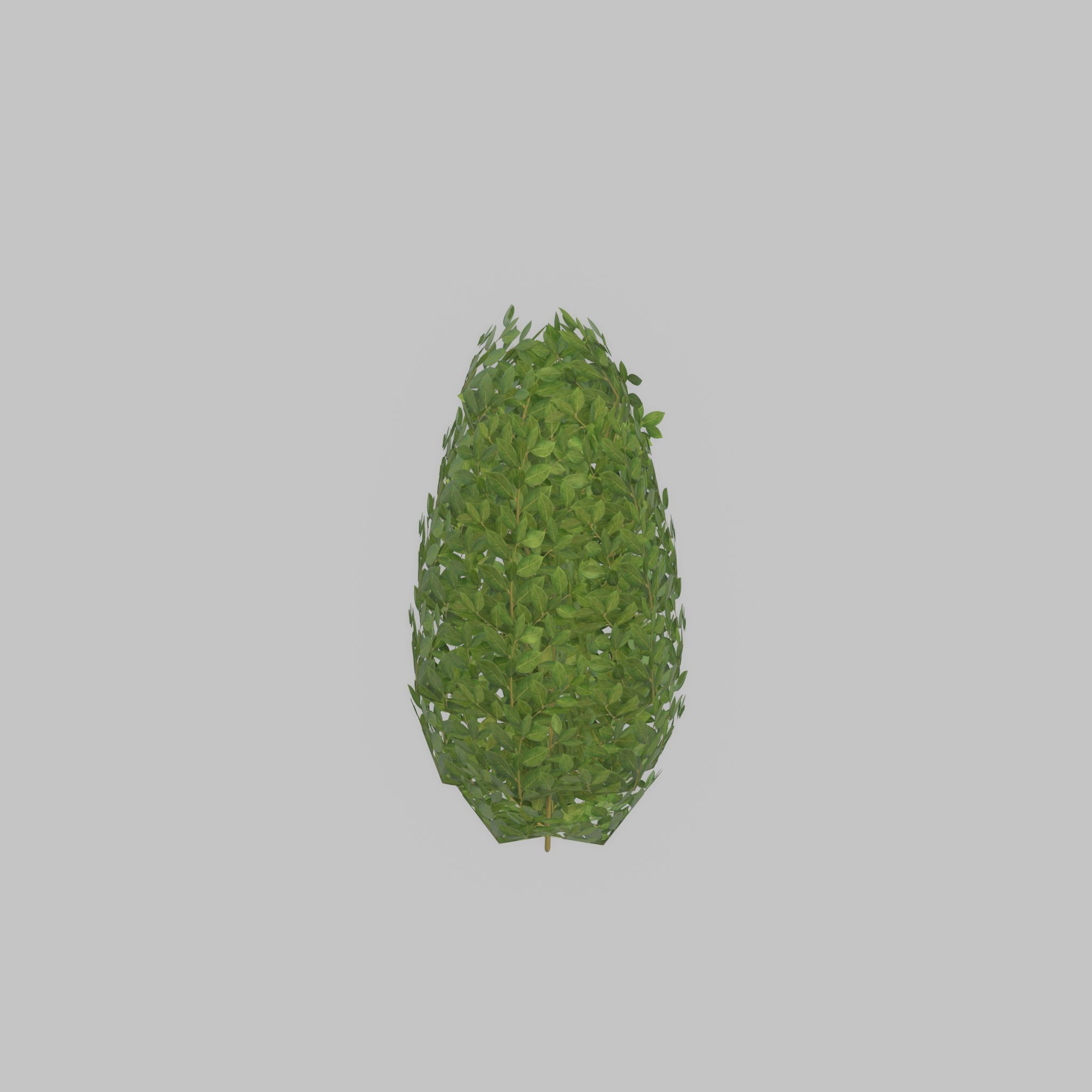 Cherry laurel hedge 500mm version-6 Low-poly 3D model_41