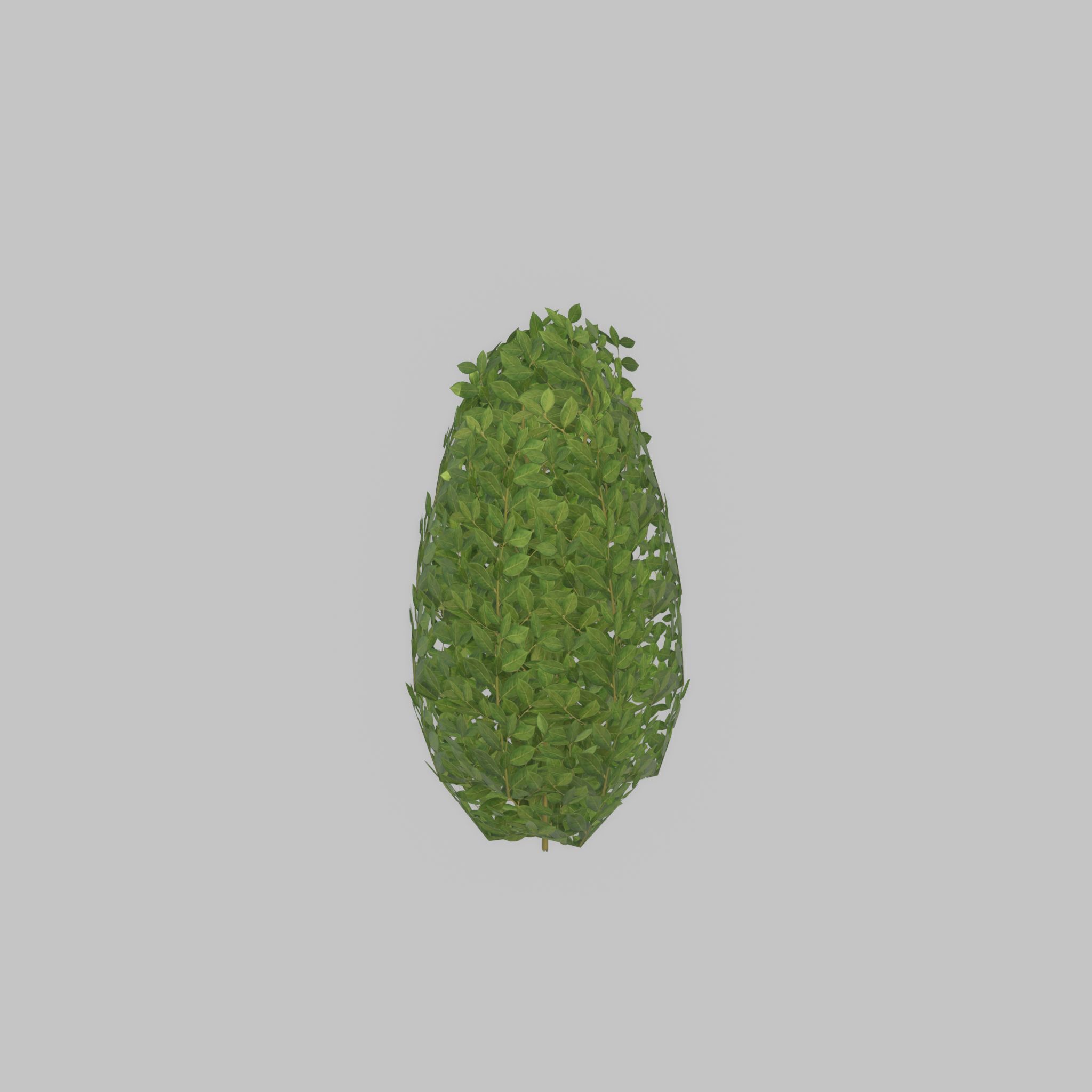 Cherry laurel hedge 500mm version-6 Low-poly 3D model_31