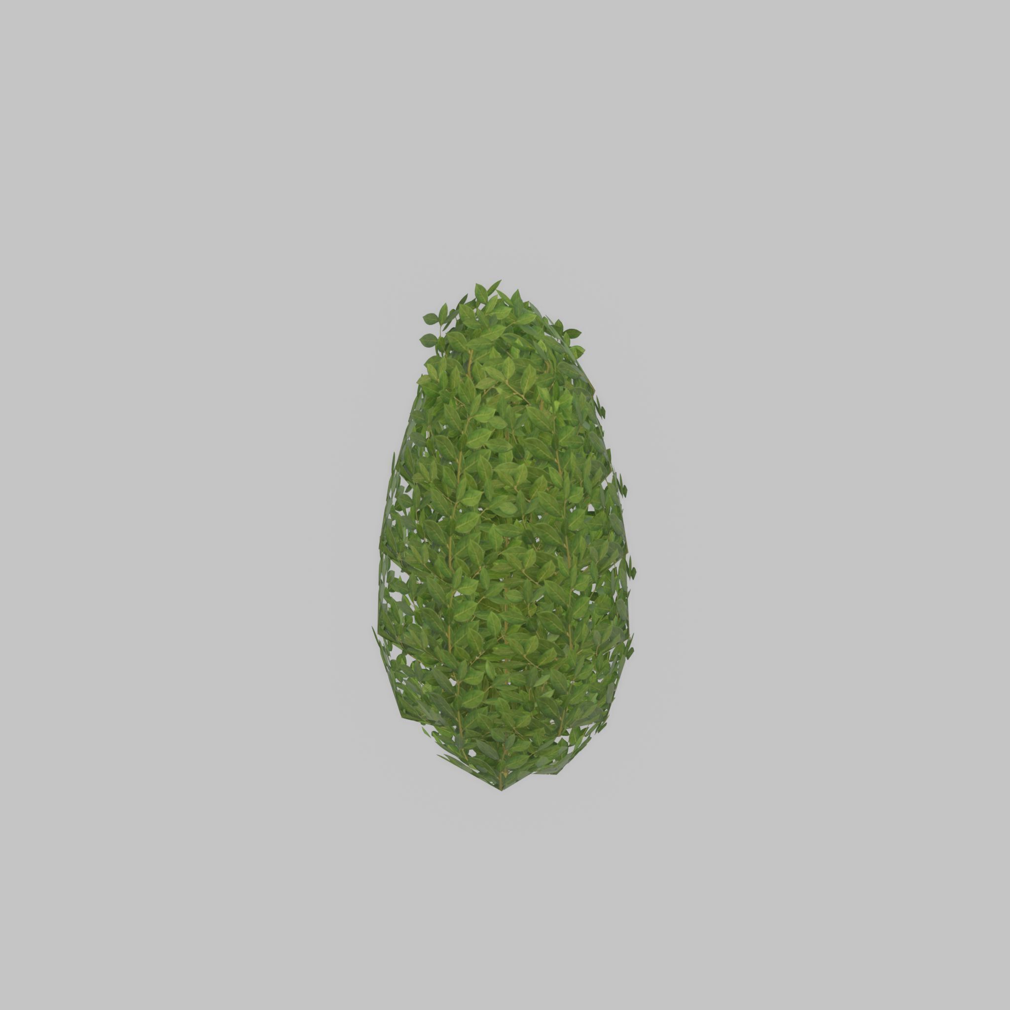 Cherry laurel hedge 500mm version-6 Low-poly 3D model_32
