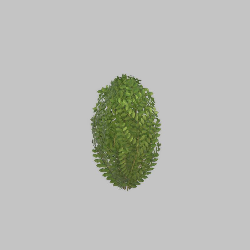 Cherry laurel hedge 500mm version-7 Low-poly 3D model_51
