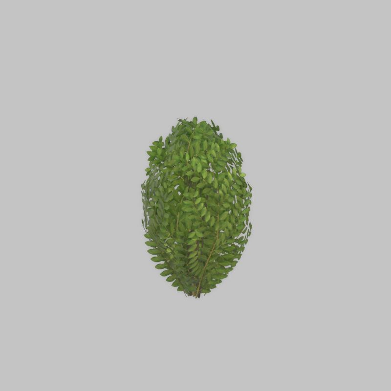 Cherry laurel hedge 500mm version-7 Low-poly 3D model_22
