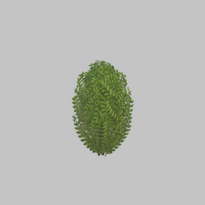 Cherry laurel hedge 500mm version-7 Low-poly 3D model_30