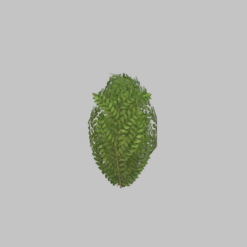 Cherry laurel hedge 500mm version-7 Low-poly 3D model_26