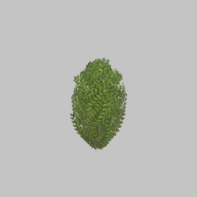 Cherry laurel hedge 500mm version-7 Low-poly 3D model_37