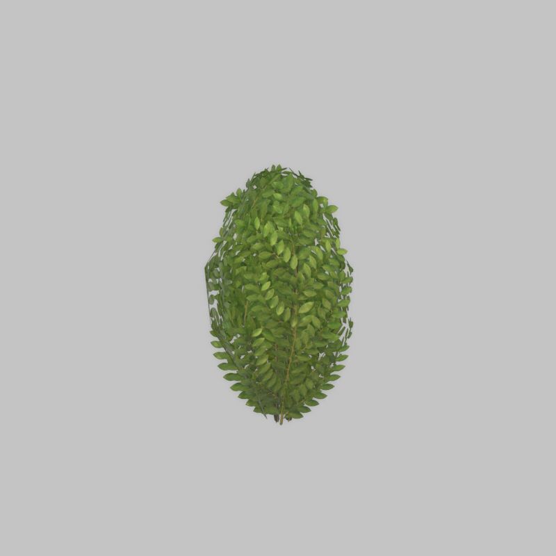 Cherry laurel hedge 500mm version-7 Low-poly 3D model_32