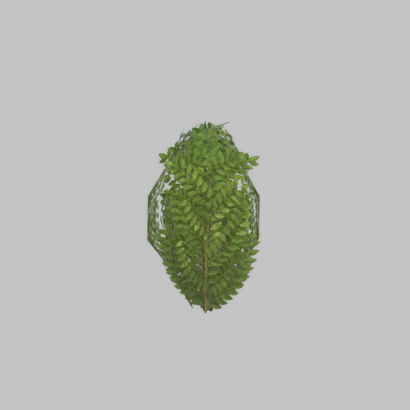 Cherry laurel hedge 500mm version-7 Low-poly 3D model_44