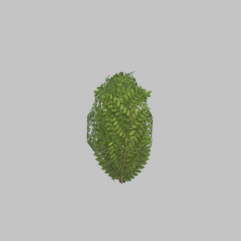 Cherry laurel hedge 500mm version-7 Low-poly 3D model_42