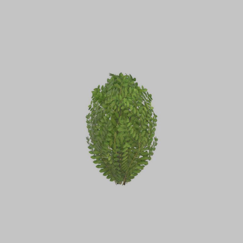 Cherry laurel hedge 500mm version-7 Low-poly 3D model_57