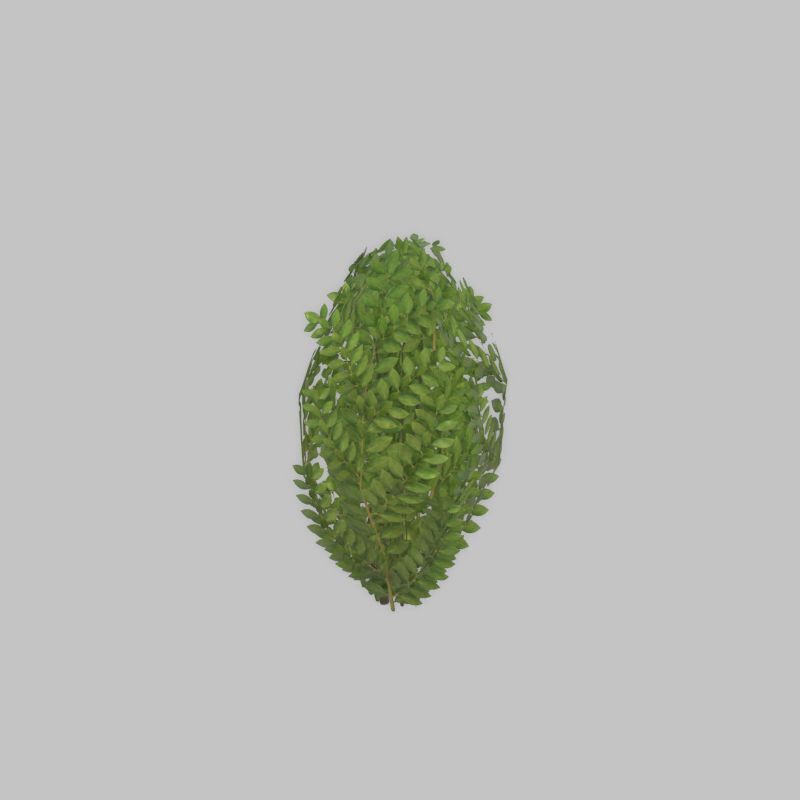 Cherry laurel hedge 500mm version-7 Low-poly 3D model_36
