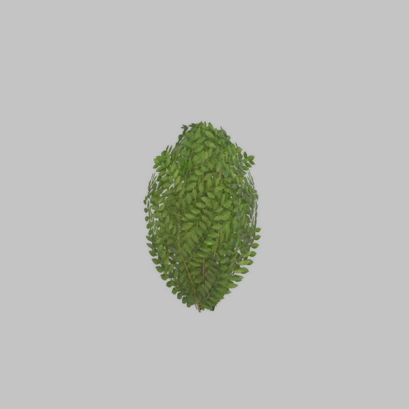 Cherry laurel hedge 500mm version-7 Low-poly 3D model_54