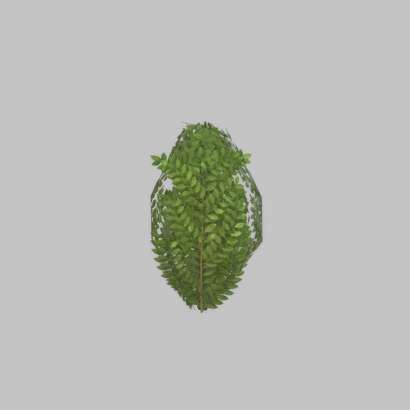 Cherry laurel hedge 500mm version-7 Low-poly 3D model_25