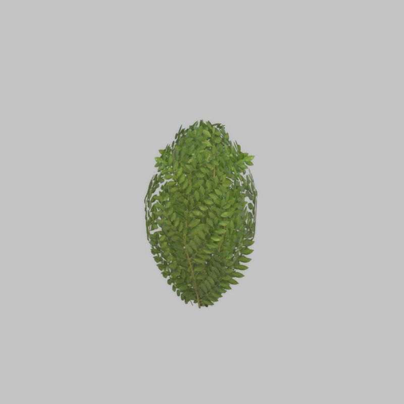 Cherry laurel hedge 500mm version-7 Low-poly 3D model_46