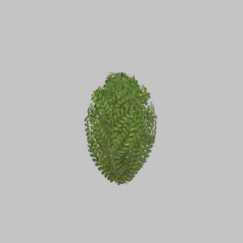 Cherry laurel hedge 500mm version-7 Low-poly 3D model_27
