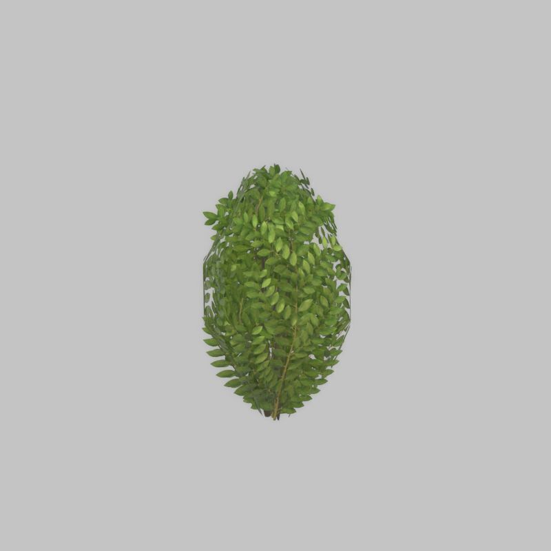 Cherry laurel hedge 500mm version-7 Low-poly 3D model_23