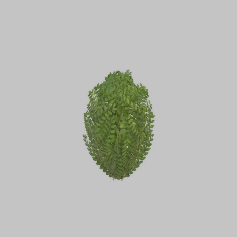 Cherry laurel hedge 500mm version-7 Low-poly 3D model_39