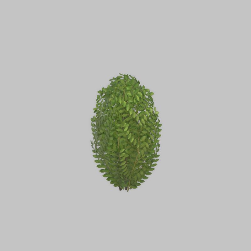 Cherry laurel hedge 500mm version-7 Low-poly 3D model_31