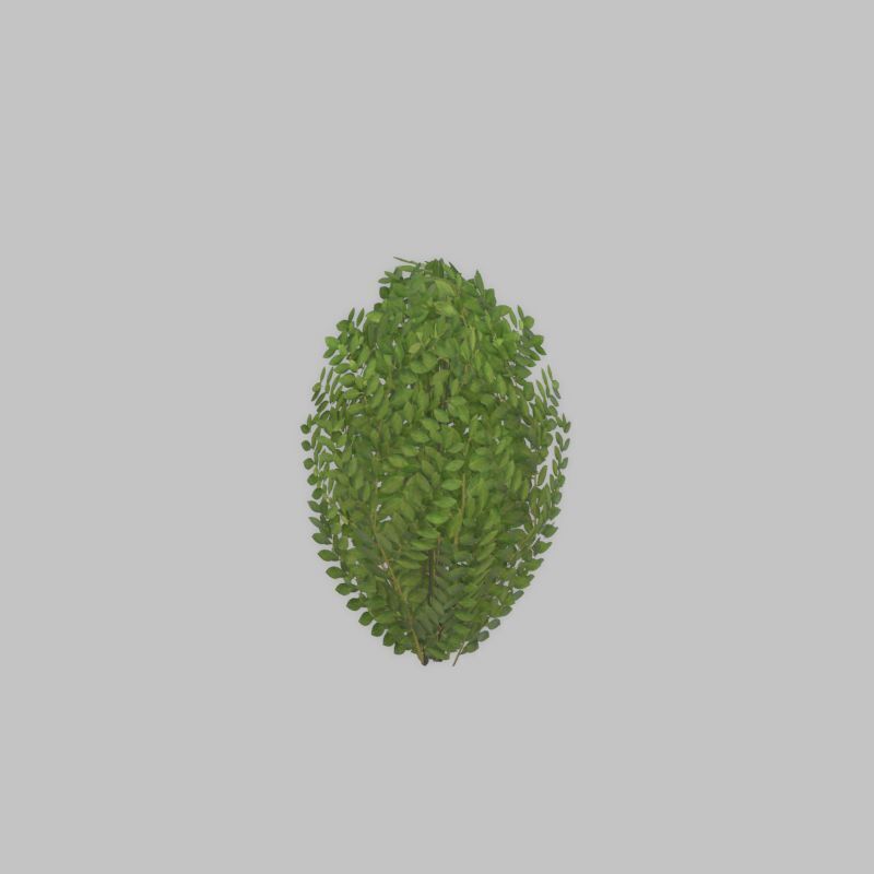 Cherry laurel hedge 500mm version-7 Low-poly 3D model_28