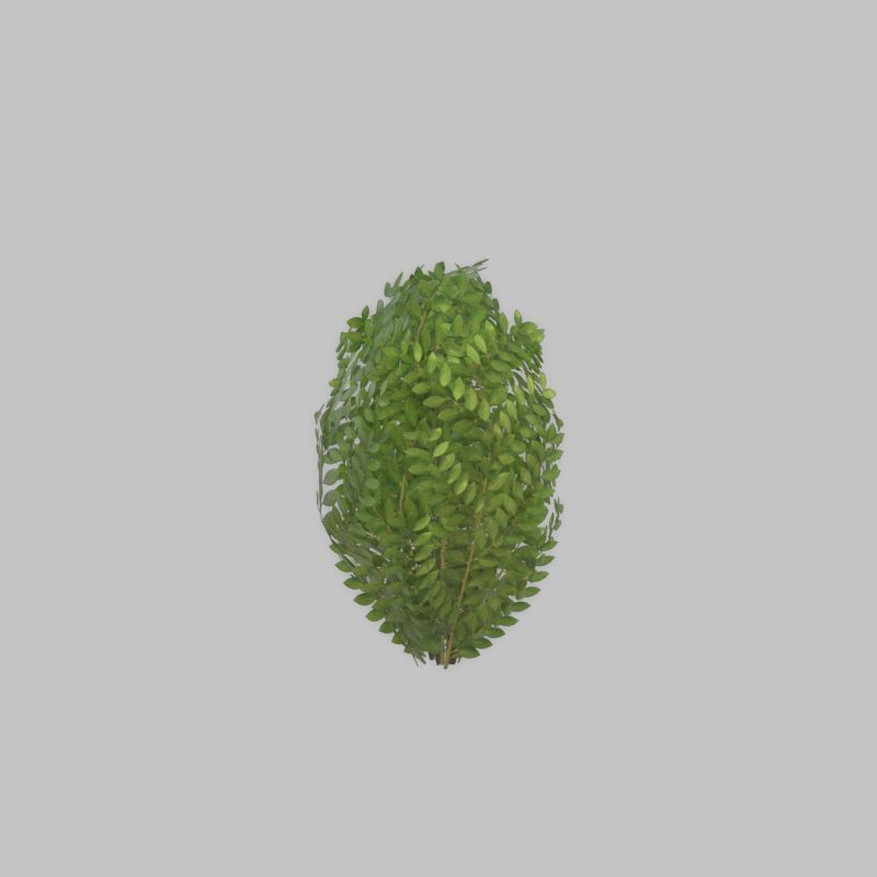 Cherry laurel hedge 500mm version-7 Low-poly 3D model_41