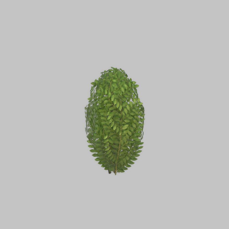 Cherry laurel hedge 500mm version-7 Low-poly 3D model_33
