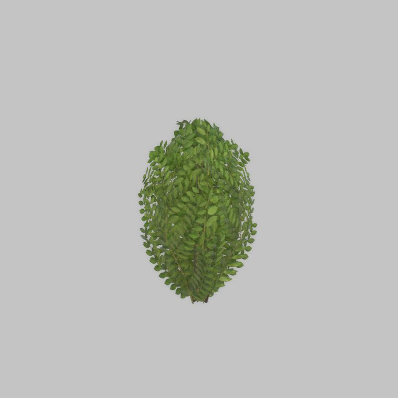 Cherry laurel hedge 500mm version-7 Low-poly 3D model_55