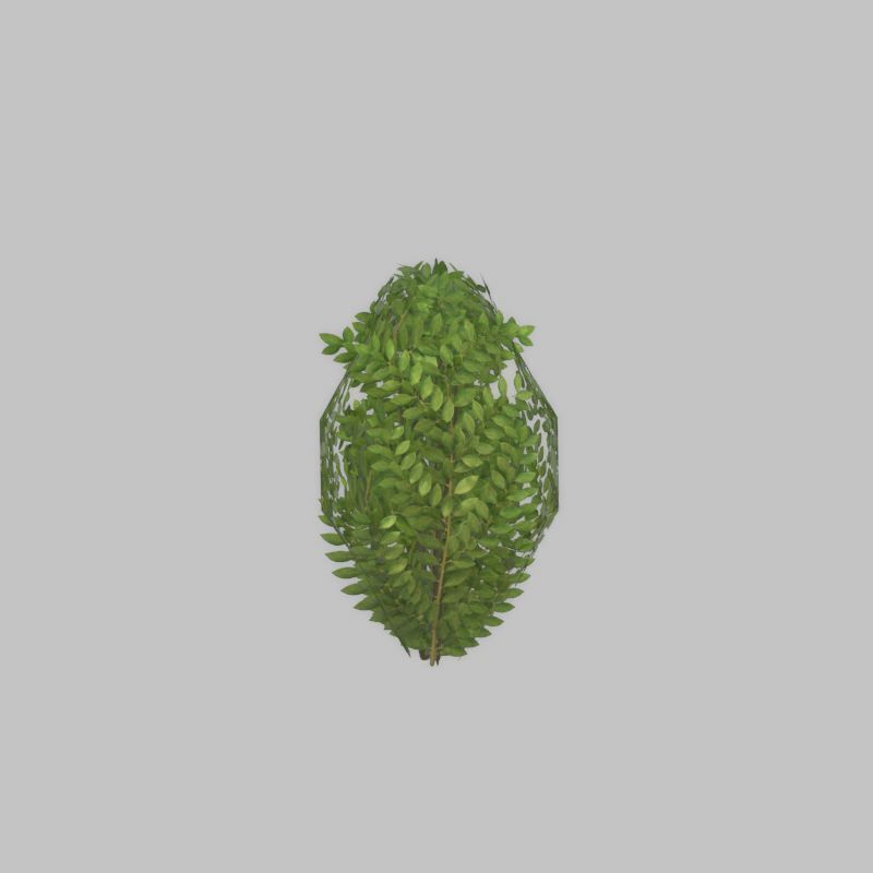 Cherry laurel hedge 500mm version-7 Low-poly 3D model_24