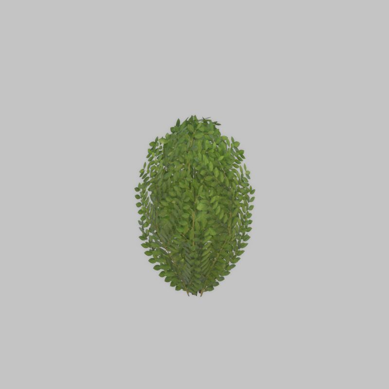 Cherry laurel hedge 500mm version-7 Low-poly 3D model_49