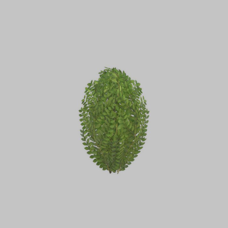 Cherry laurel hedge 500mm version-7 Low-poly 3D model_29