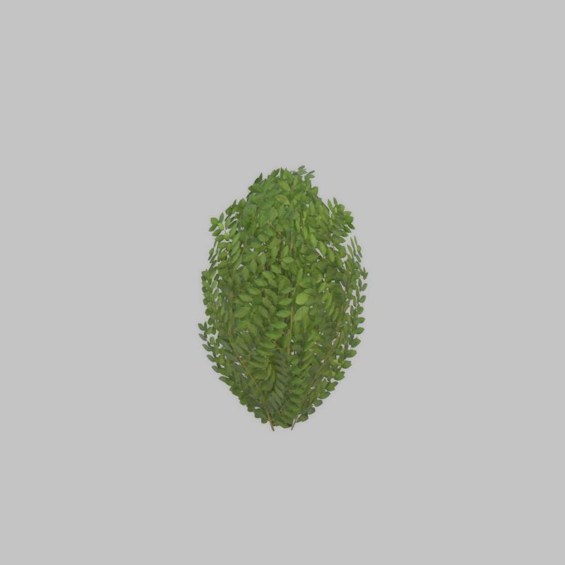 Cherry laurel hedge 500mm version-7 Low-poly 3D model_38