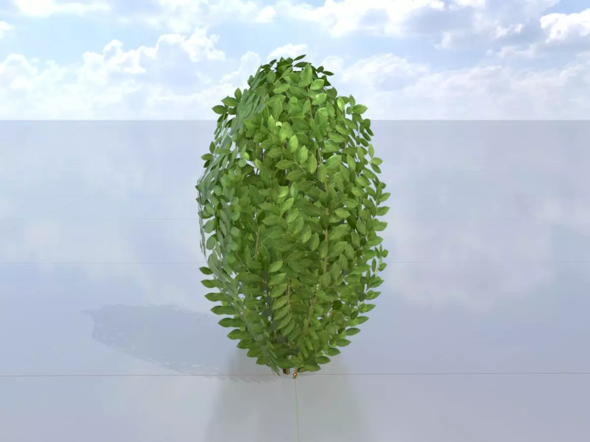 Cherry laurel hedge 500mm version-7 Low-poly 3D model_0