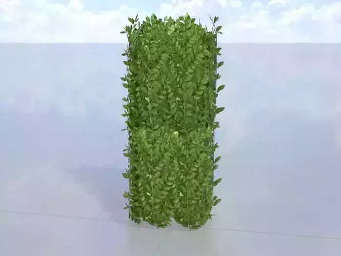 Cherry laurel hedge 1000mm version-2