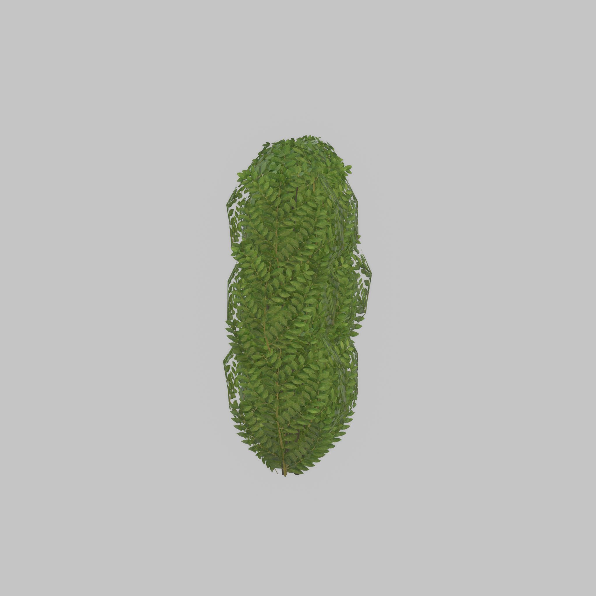 Cherry laurel hedge 1000mm version-3 Low-poly 3D model_40