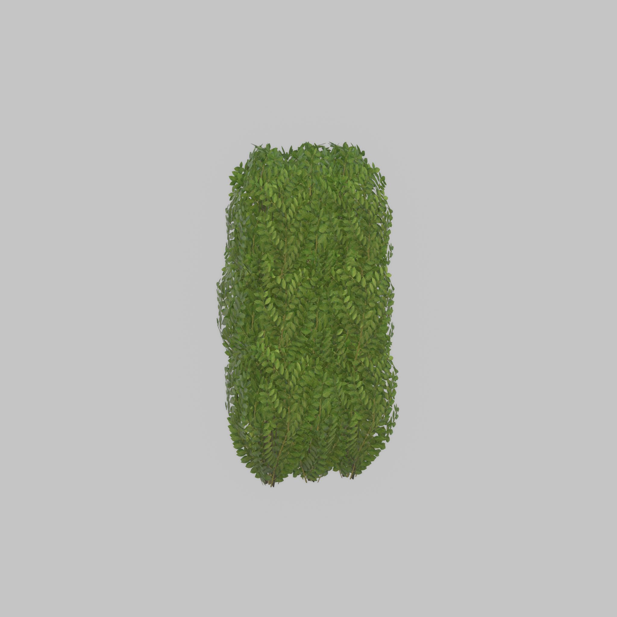 Cherry laurel hedge 1000mm version-3 Low-poly 3D model_46