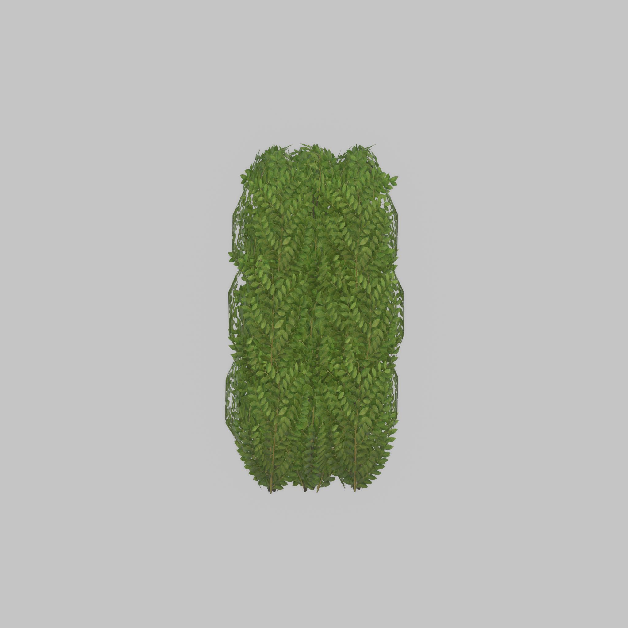 Cherry laurel hedge 1000mm version-3 Low-poly 3D model_29