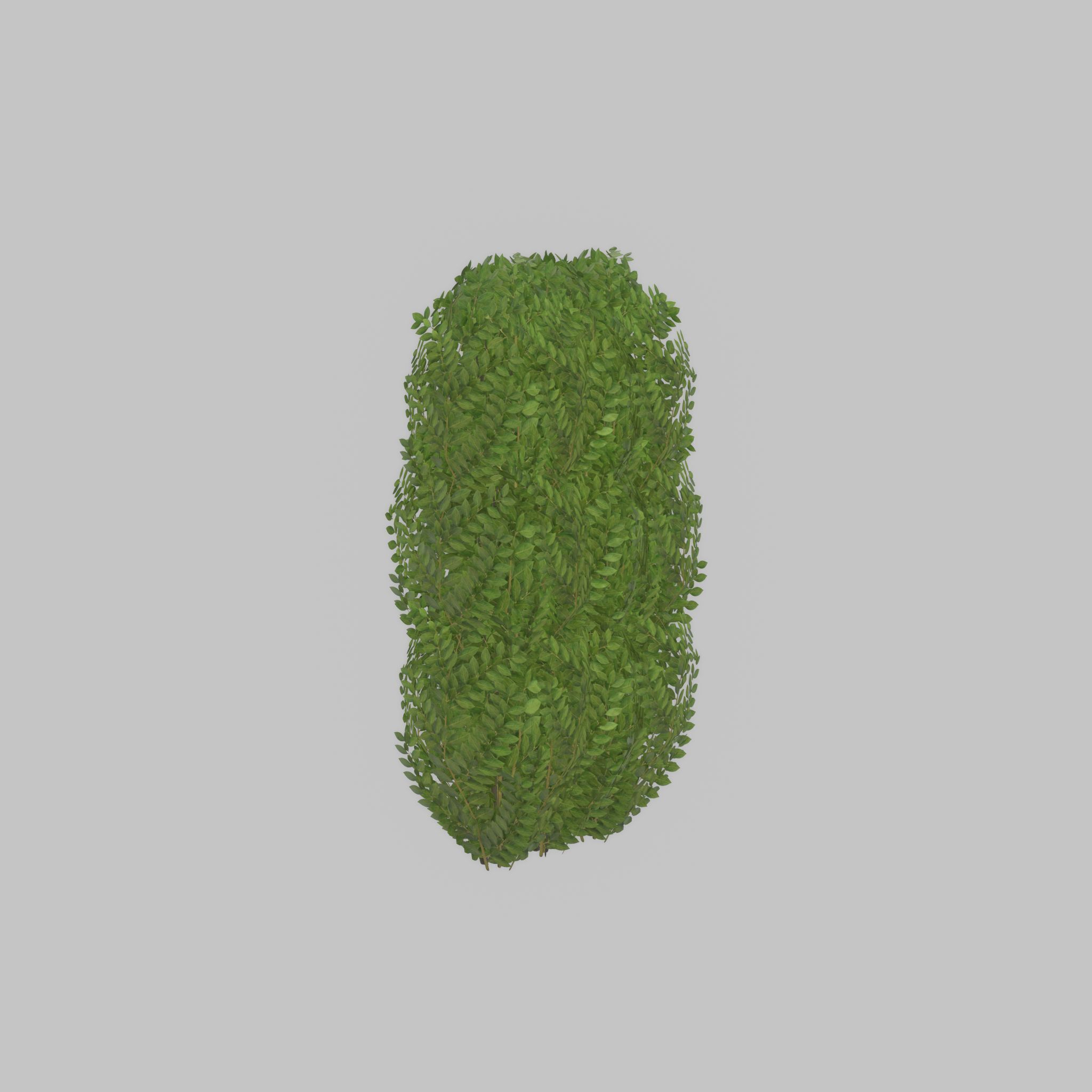 Cherry laurel hedge 1000mm version-3 Low-poly 3D model_25