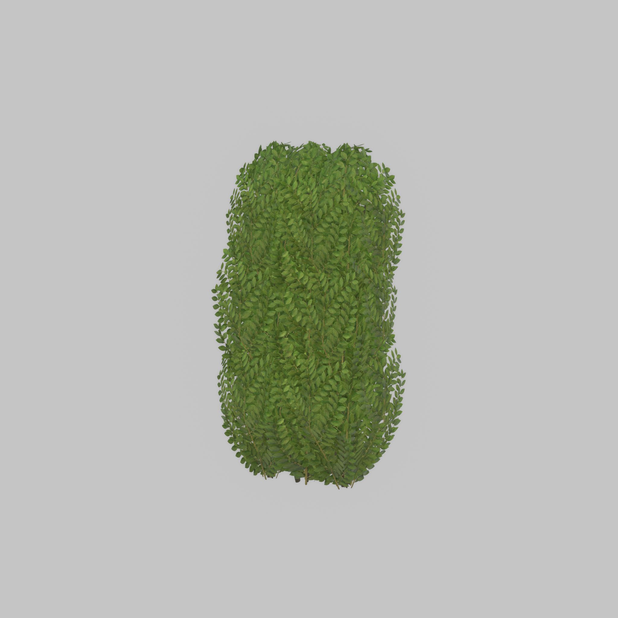Cherry laurel hedge 1000mm version-3 Low-poly 3D model_33