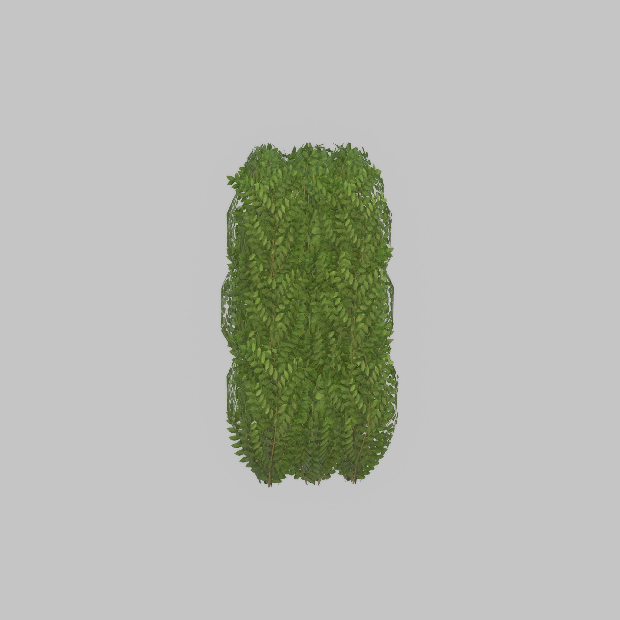 Cherry laurel hedge 1000mm version-3 Low-poly 3D model_47
