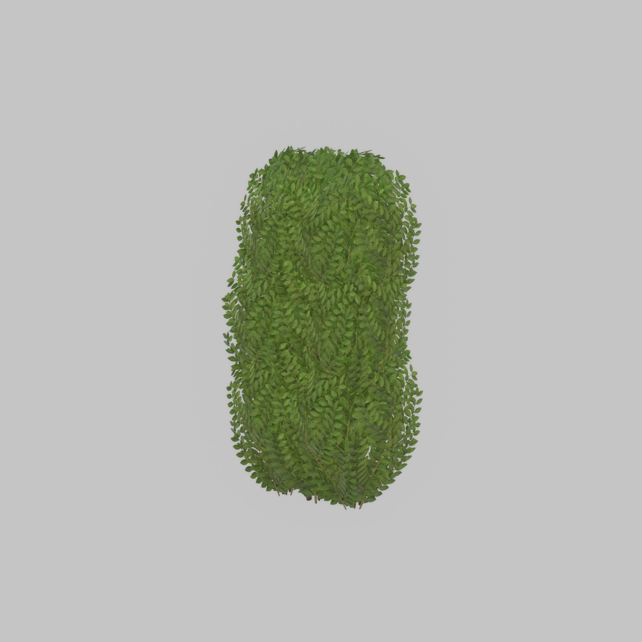 Cherry laurel hedge 1000mm version-3 Low-poly 3D model_34