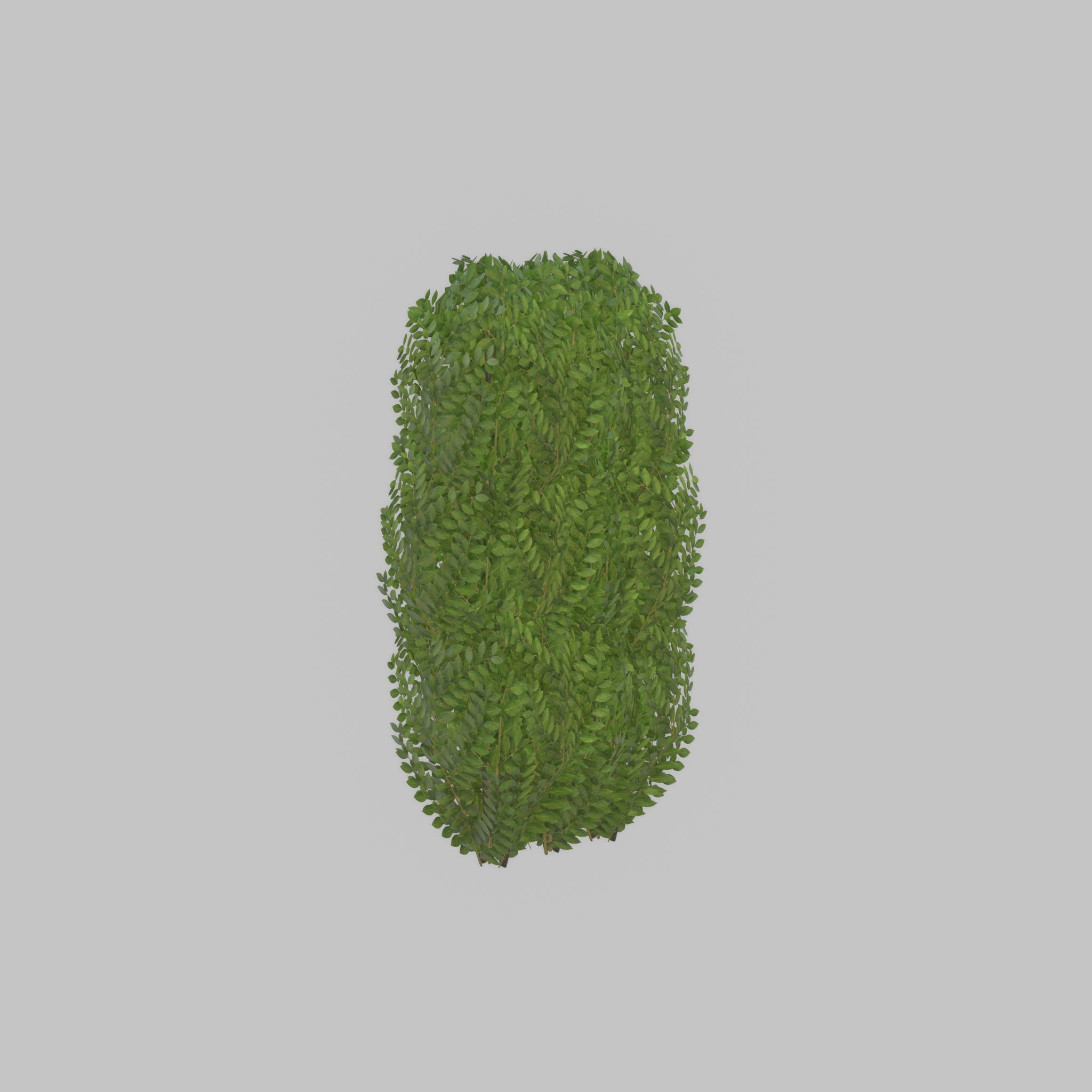 Cherry laurel hedge 1000mm version-3 Low-poly 3D model_44