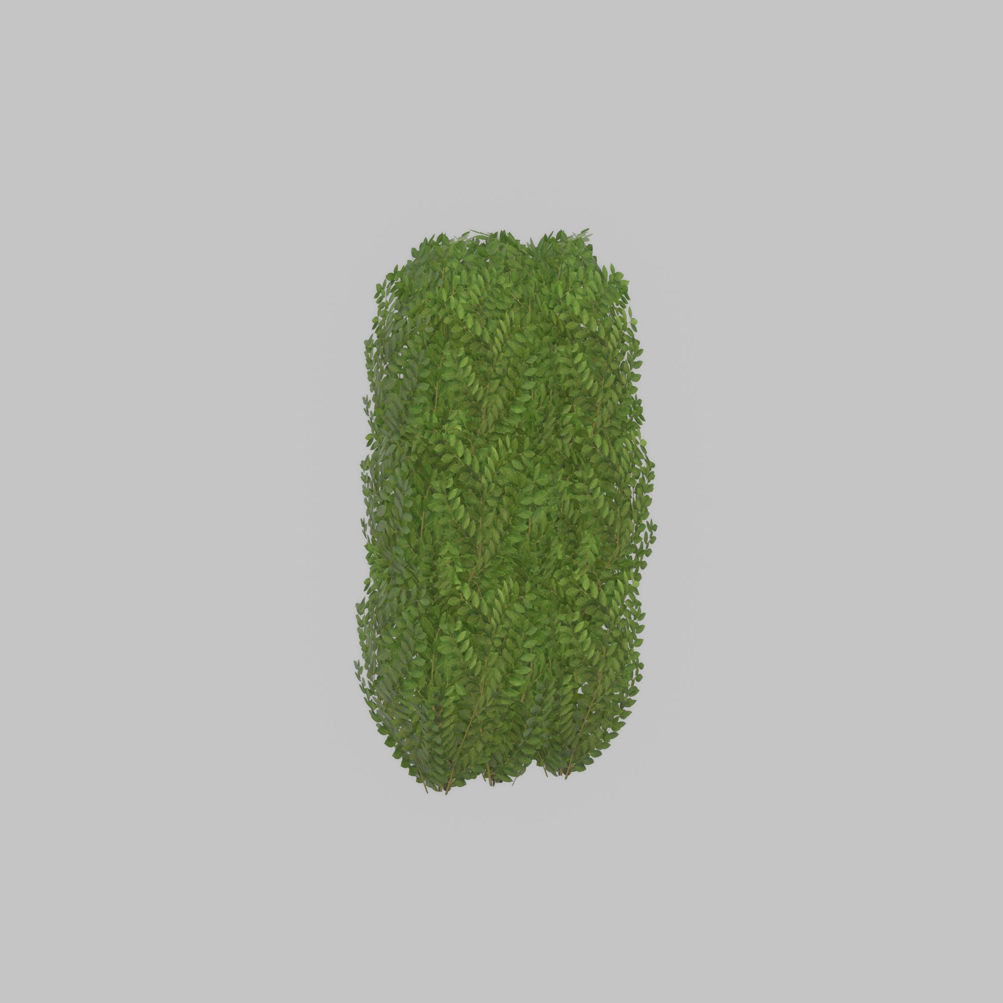 Cherry laurel hedge 1000mm version-3 Low-poly 3D model_27