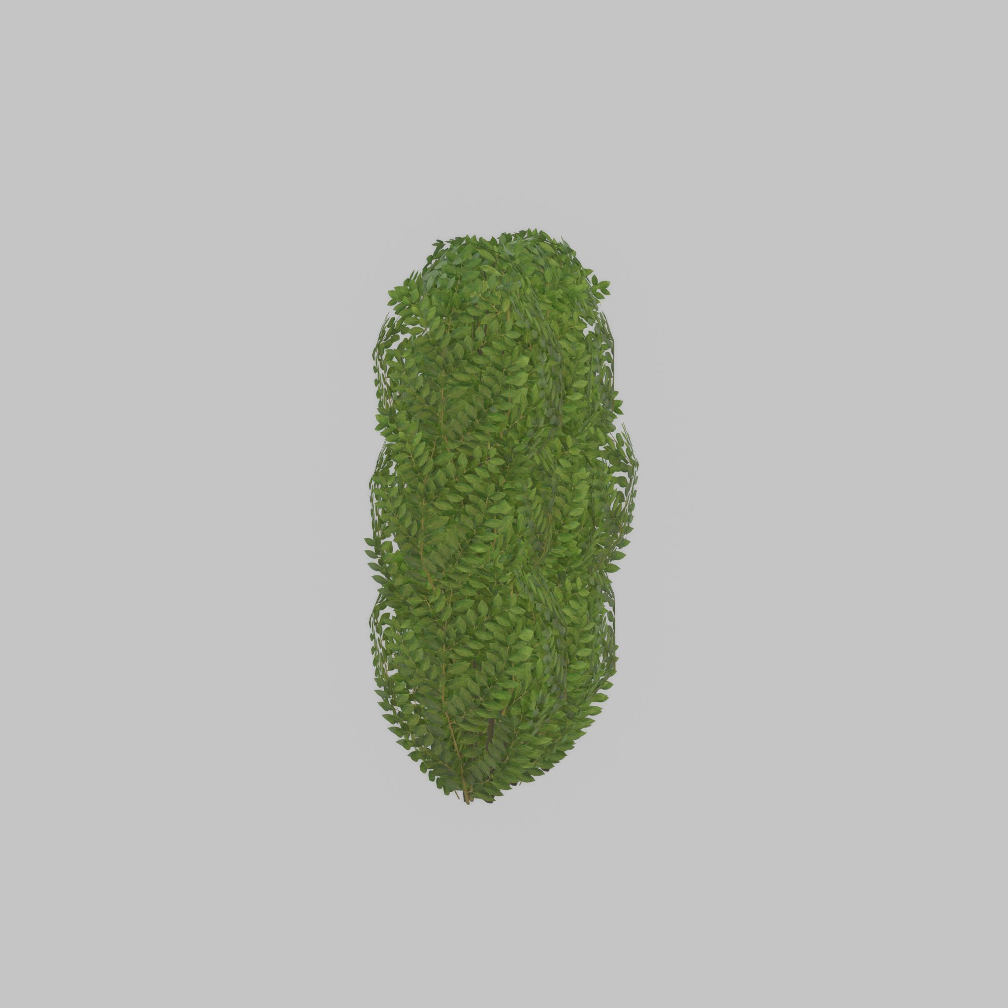 Cherry laurel hedge 1000mm version-3 Low-poly 3D model_41