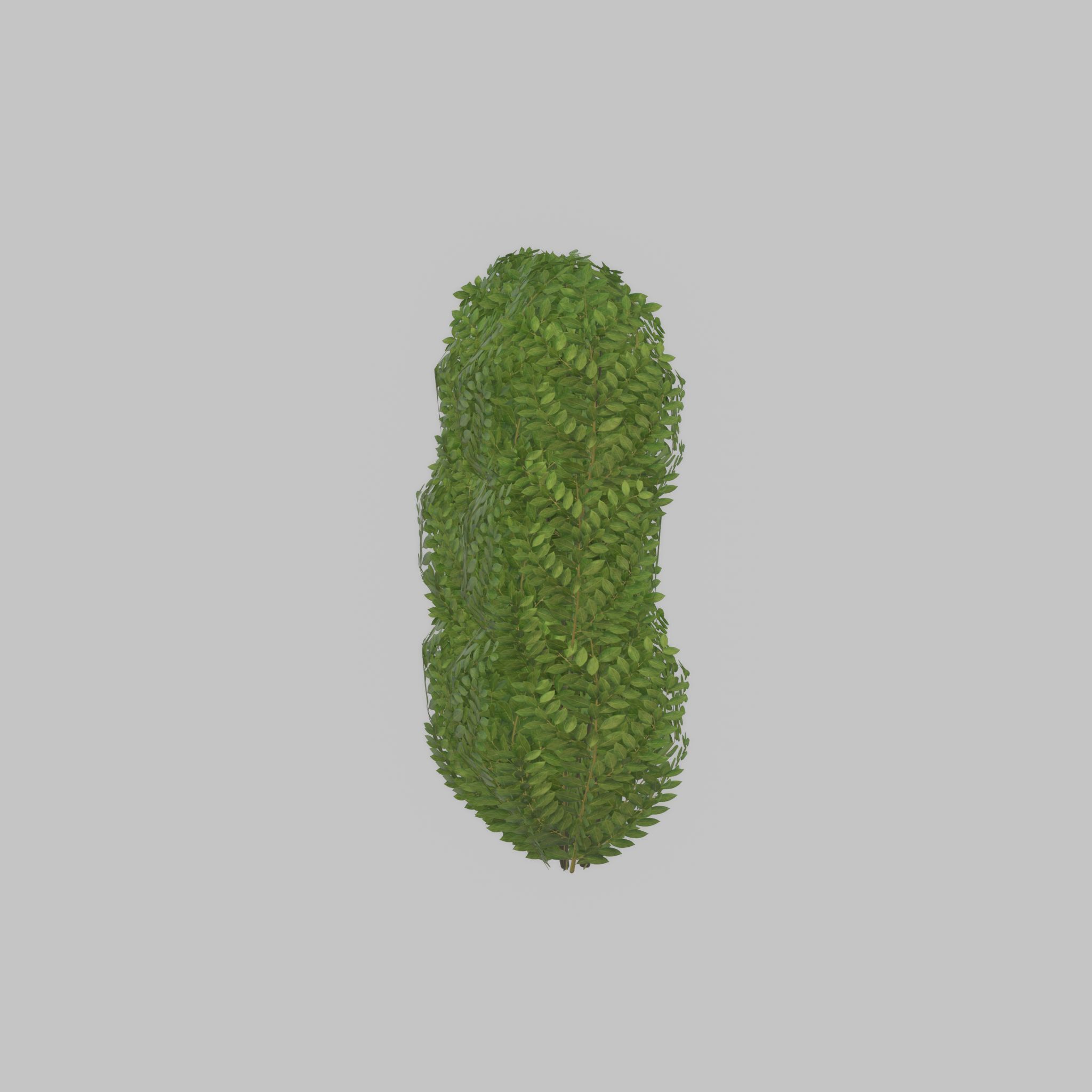 Cherry laurel hedge 1000mm version-3 Low-poly 3D model_37