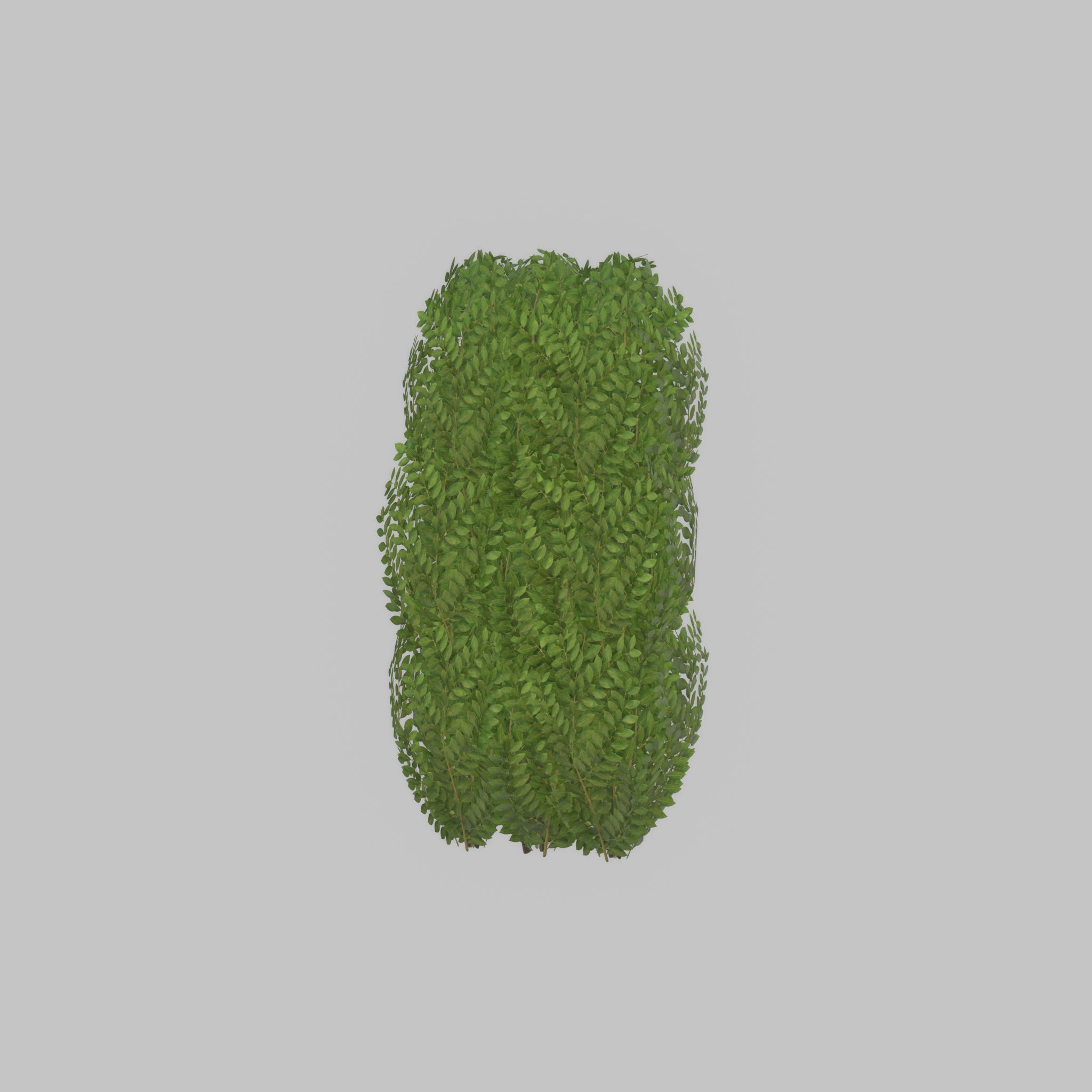 Cherry laurel hedge 1000mm version-3 Low-poly 3D model_31