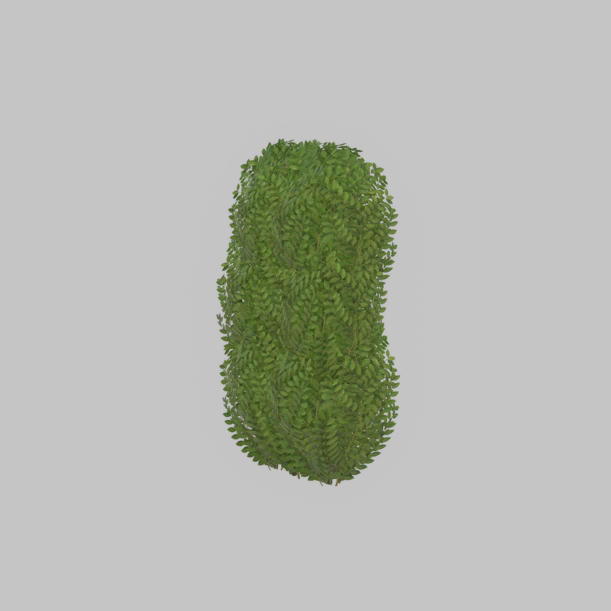 Cherry laurel hedge 1000mm version-3 Low-poly 3D model_35