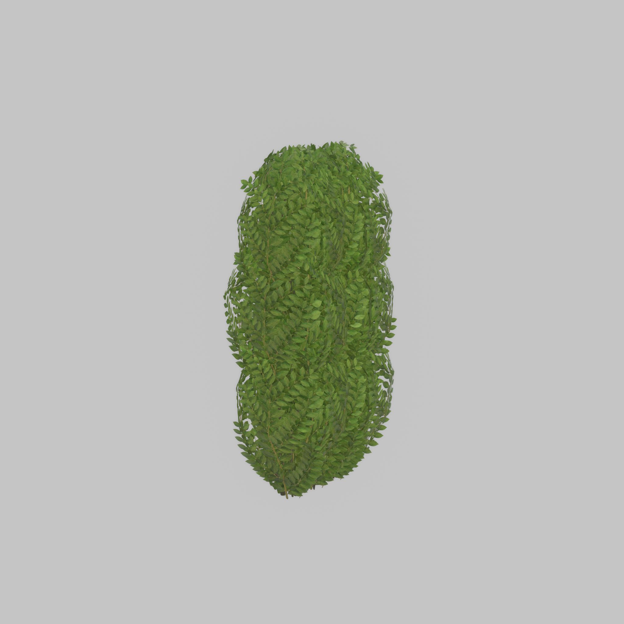 Cherry laurel hedge 1000mm version-3 Low-poly 3D model_24