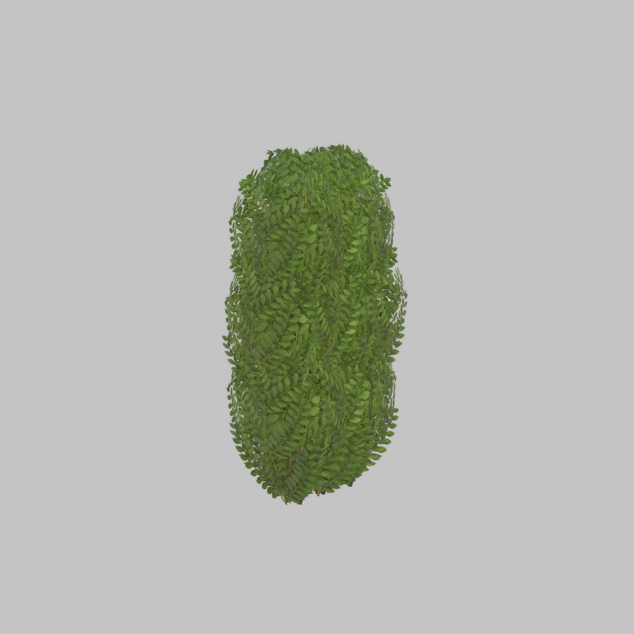 Cherry laurel hedge 1000mm version-3 Low-poly 3D model_42