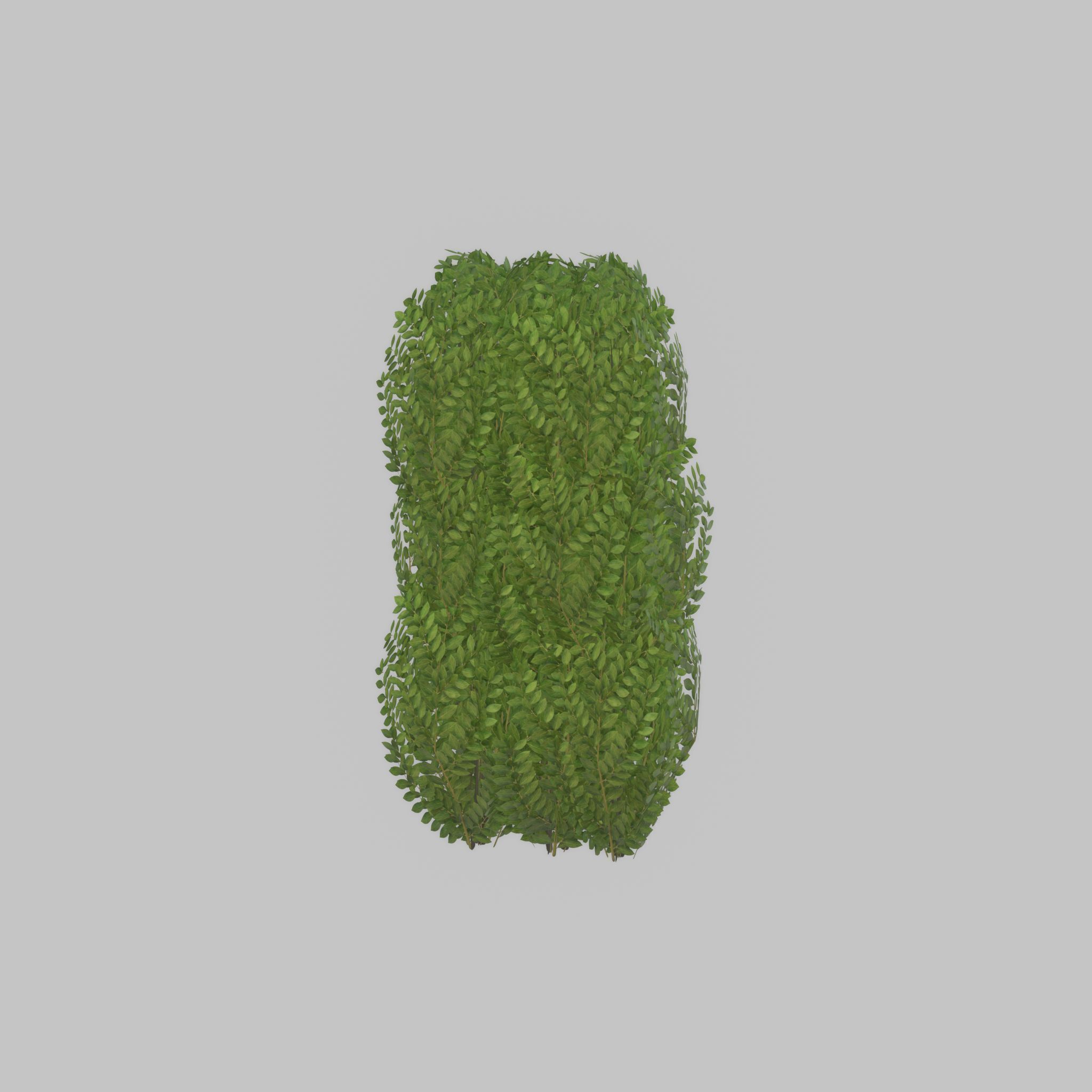 Cherry laurel hedge 1000mm version-3 Low-poly 3D model_43