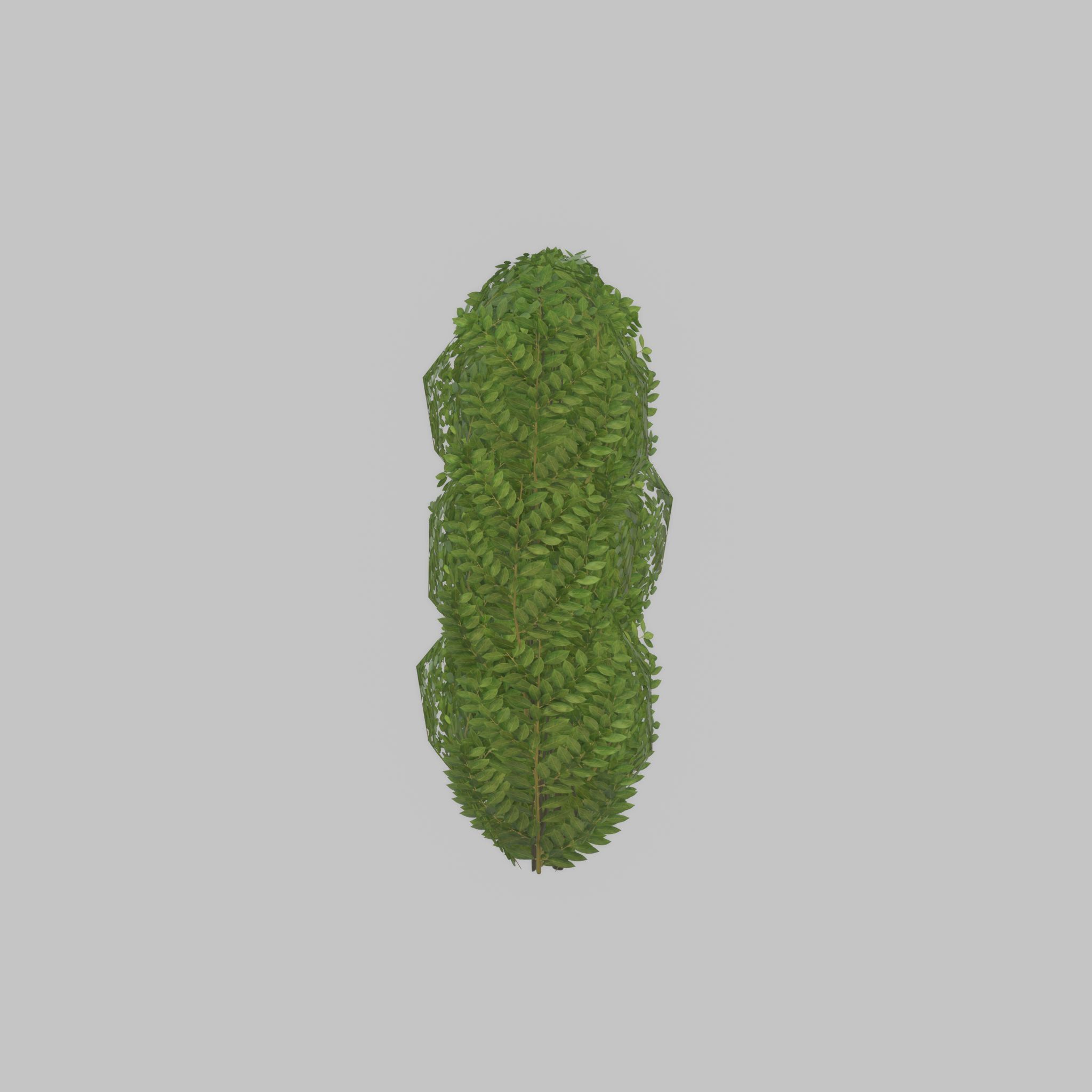 Cherry laurel hedge 1000mm version-3 Low-poly 3D model_39