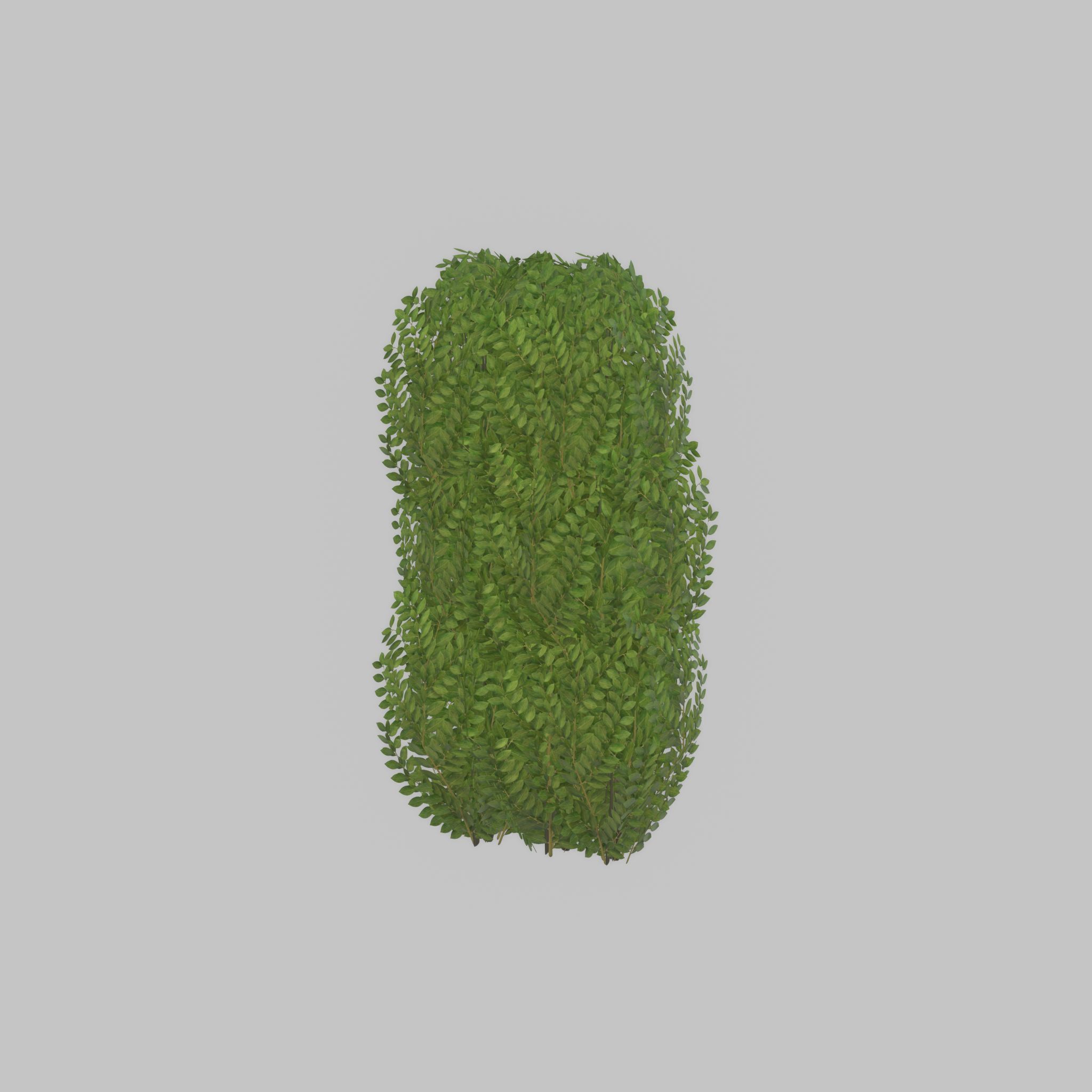 Cherry laurel hedge 1000mm version-3 Low-poly 3D model_49